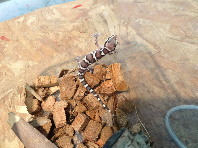 アリヅカナキヤモリ(1)