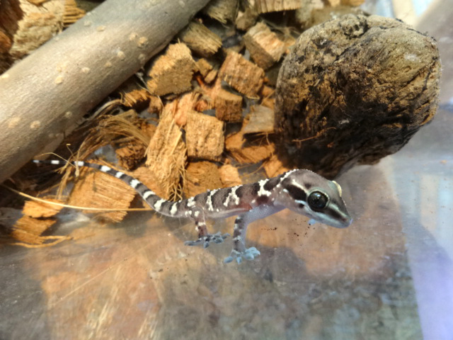 アリヅカナキヤモリ(2)