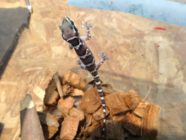 アリヅカナキヤモリ(3)