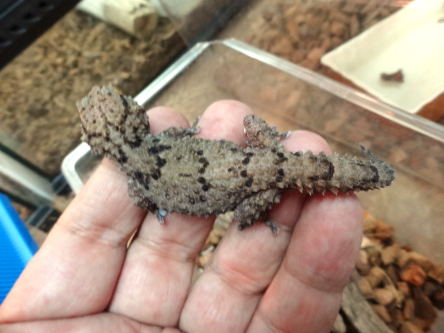 ビブロンゲッコー(1)