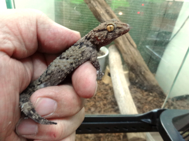 ビブロンゲッコー(2)