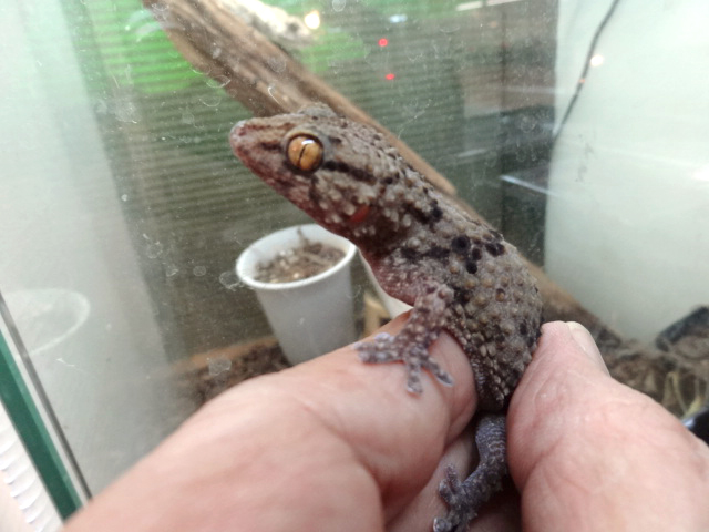 ビブロンゲッコー(3)