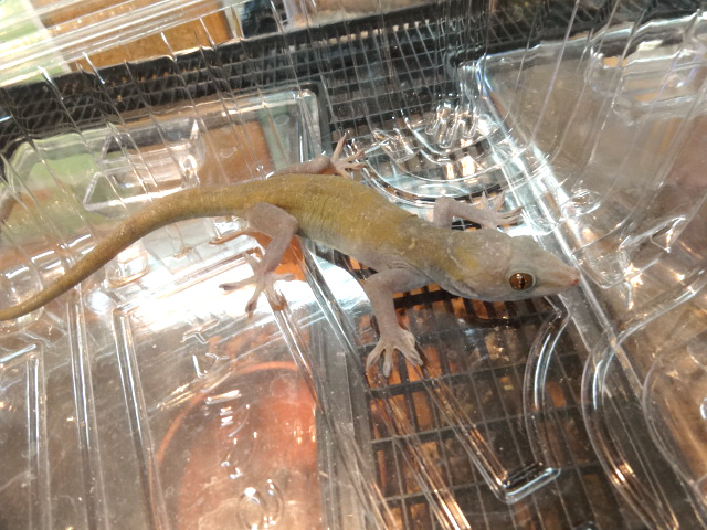 ゴールデンゲッコー(1)