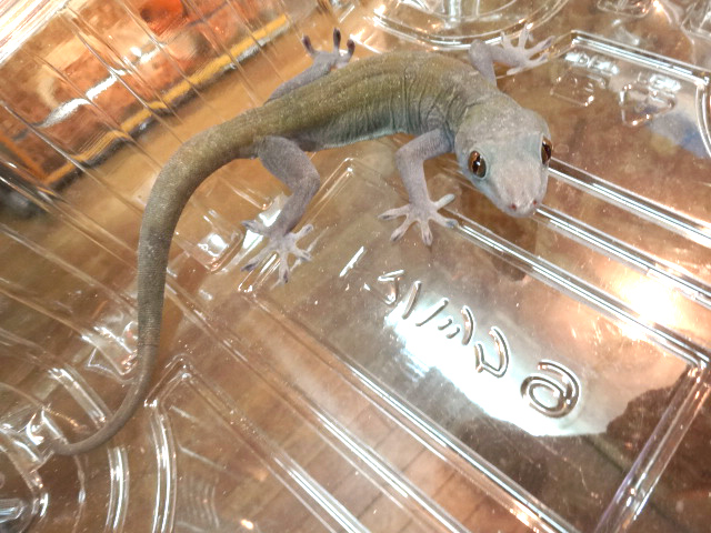 ゴールデンゲッコー(2)