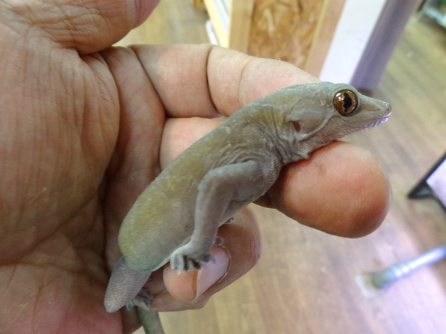 ゴールデンゲッコー(3)