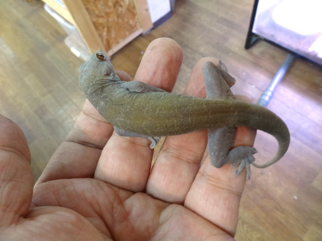 ゴールデンゲッコー(4)