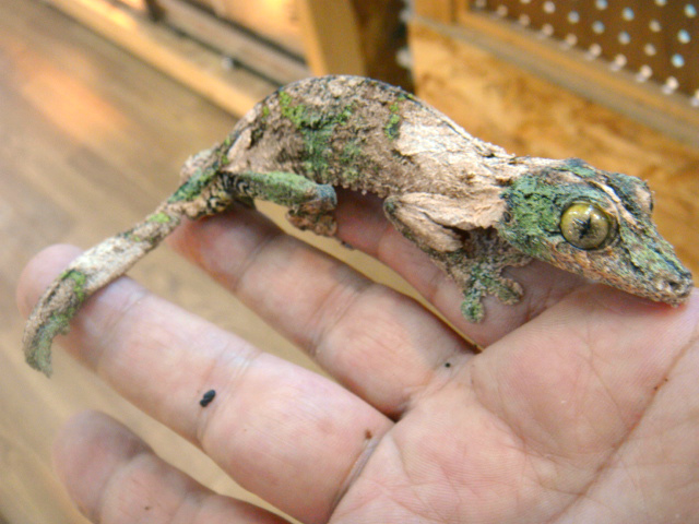 ヤマビタイヘラオヤモリ(3)