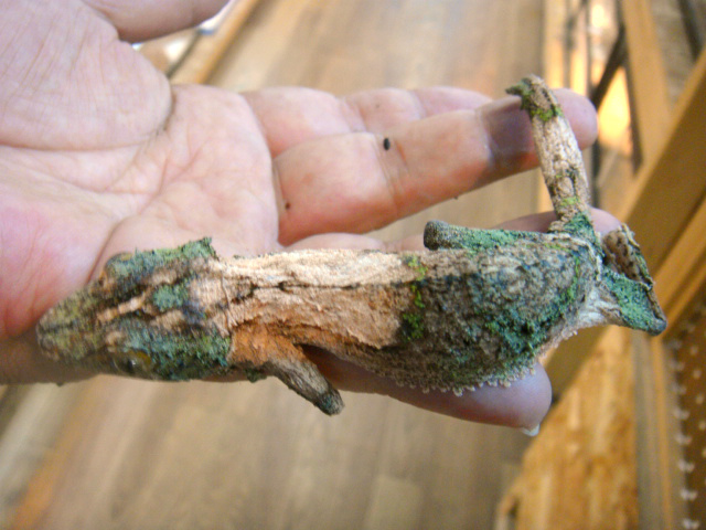 ヤマビタイヘラオヤモリ(4)