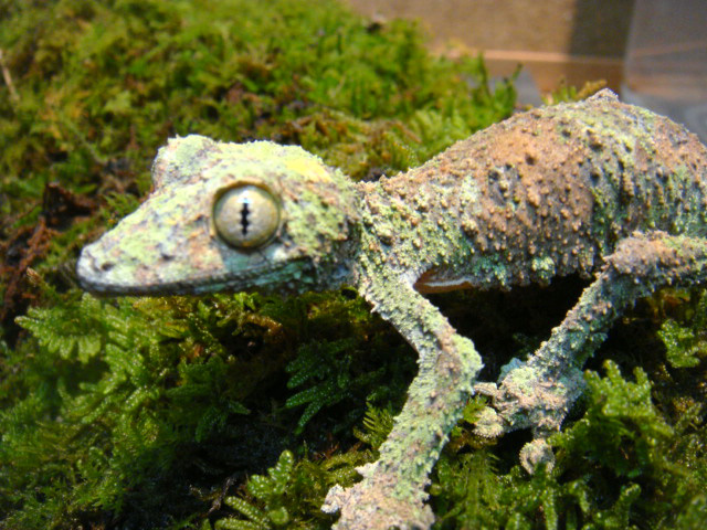 ヤマビタイヘラオヤモリ(5)