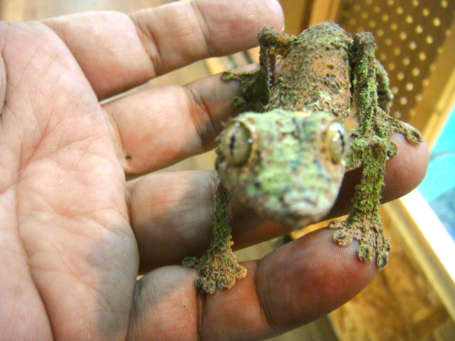 ヤマビタイヘラオヤモリ(6)