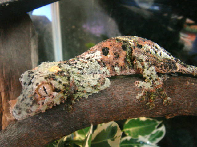 ヤマビタイヘラオヤモリ(8)