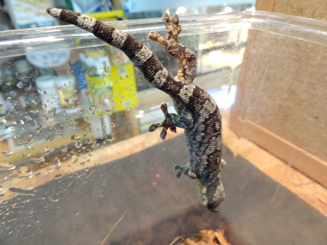 ヒガシアフリカネコツメヤモリ(9)