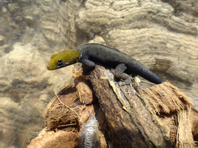 キガシライロワケヤモリ(1)