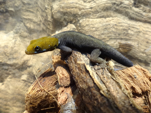 キガシライロワケヤモリ(2)