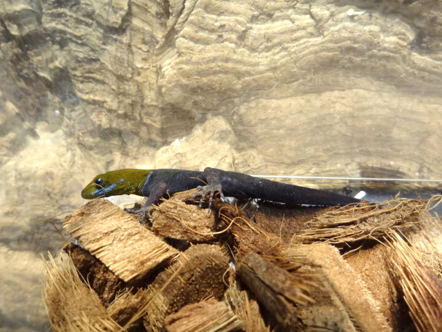 キガシライロワケヤモリ(3)