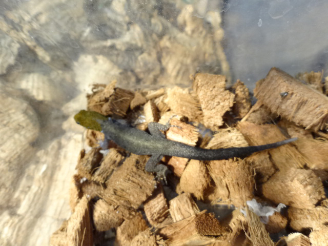 キガシライロワケヤモリ(4)