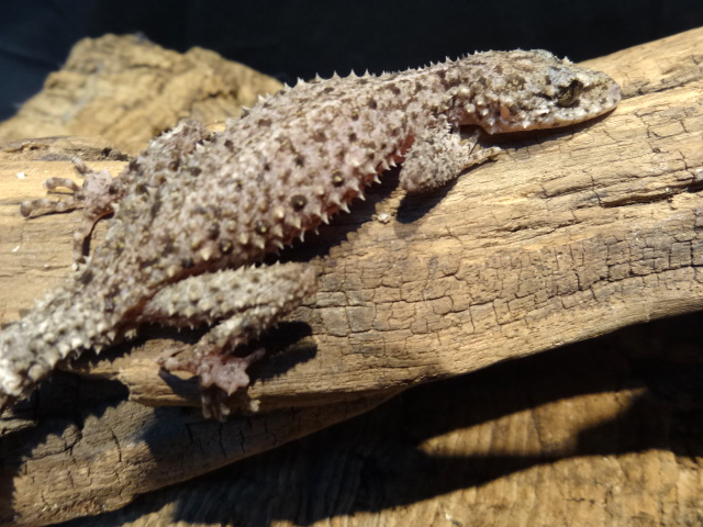 リングテールリーフゲッコー(1)