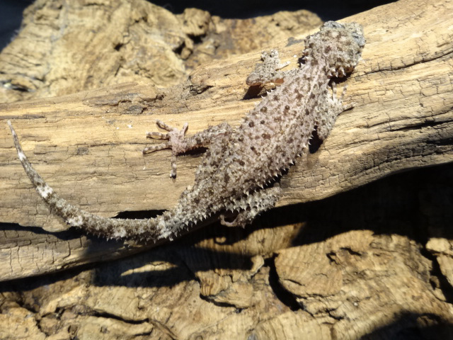 リングテールリーフゲッコー(2)