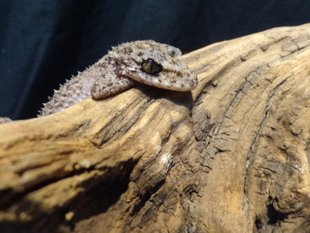 リングテールリーフゲッコー(3)