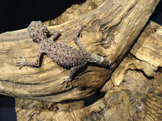 リングテールリーフゲッコー(4)