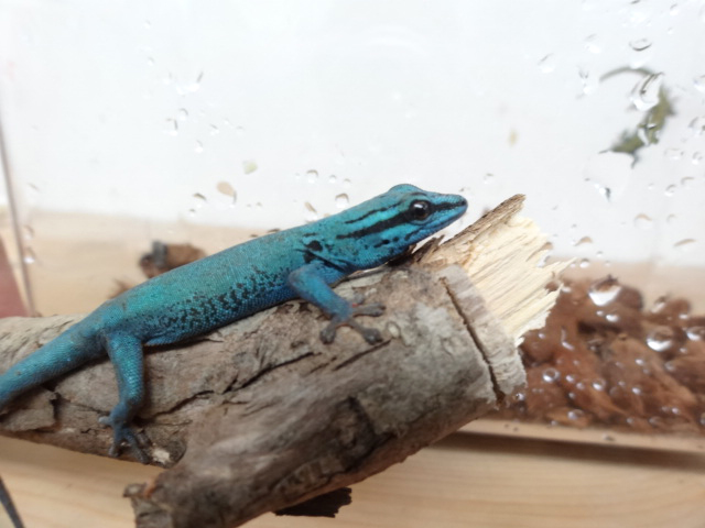ブルーゲッコー(5)
