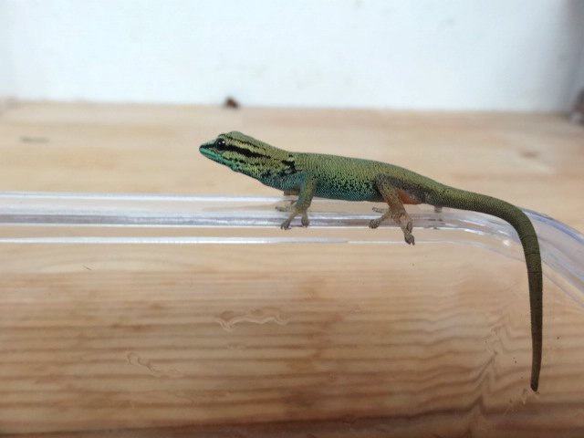 ブルーゲッコー(6)