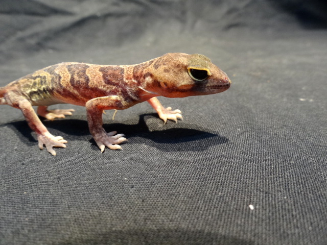 ヒガシアフリカトカゲモドキ(3)