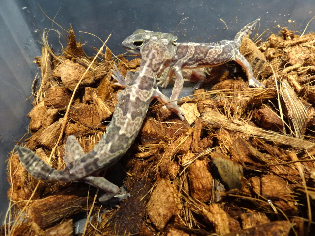 ヒガシアフリカトカゲモドキ ヤモリ図鑑