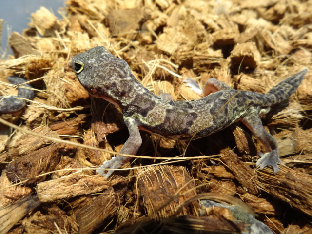 ヒガシアフリカトカゲモドキ(1)