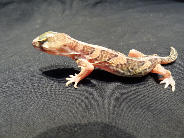 ヒガシアフリカトカゲモドキ(4)