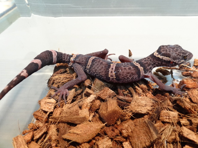 ゴマバラトカゲモドキ(1)