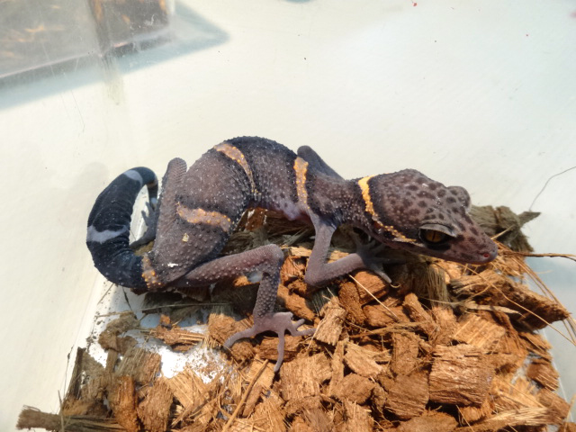 ゴマバラトカゲモドキ(2)