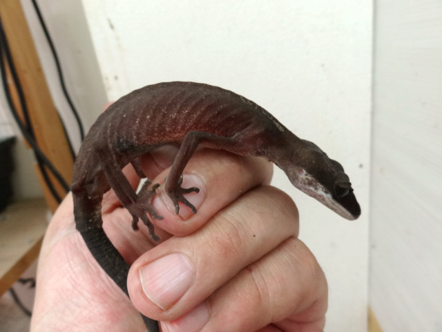 ボルネオキャットゲッコー(7)