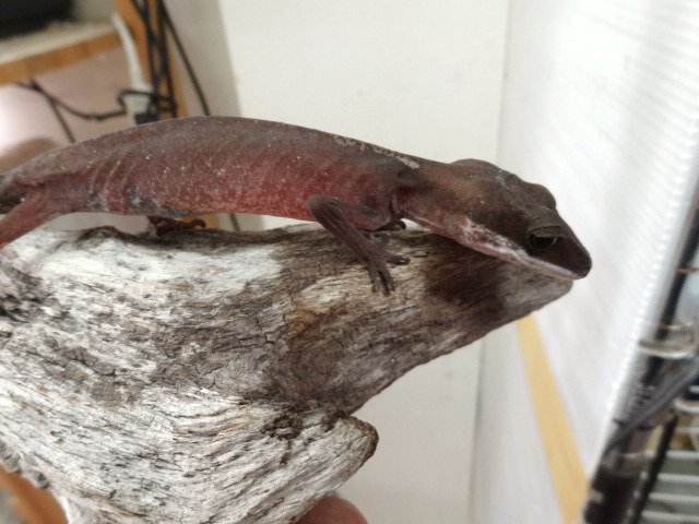 ボルネオキャットゲッコー(8)