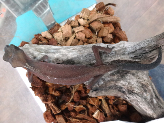 ボルネオキャットゲッコー(9)