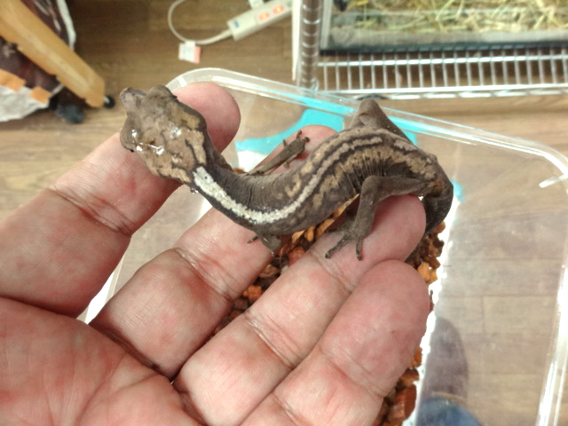 ボルネオキャットゲッコー(2)