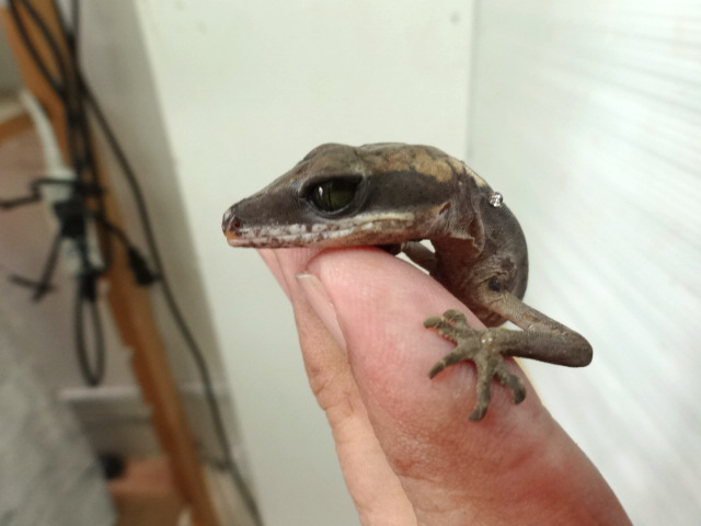 ボルネオキャットゲッコー(3)