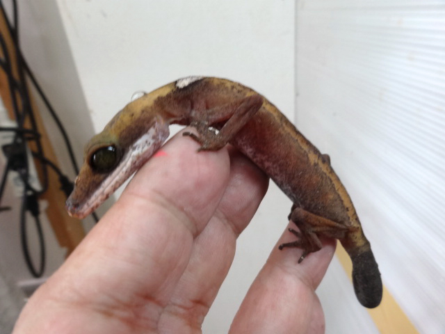 ボルネオキャットゲッコー(4)