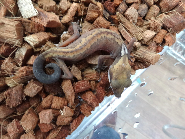 ボルネオキャットゲッコー(6)