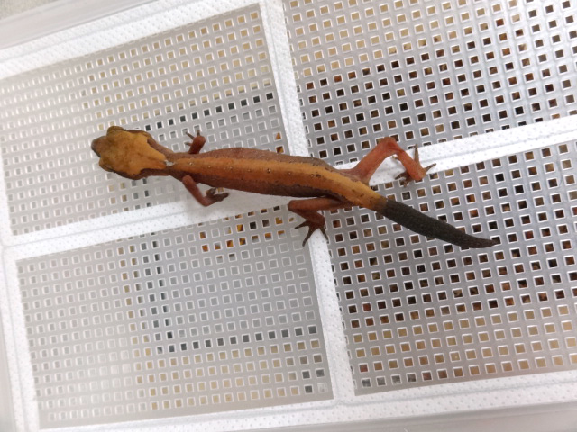 ボルネオキャットゲッコー(10)