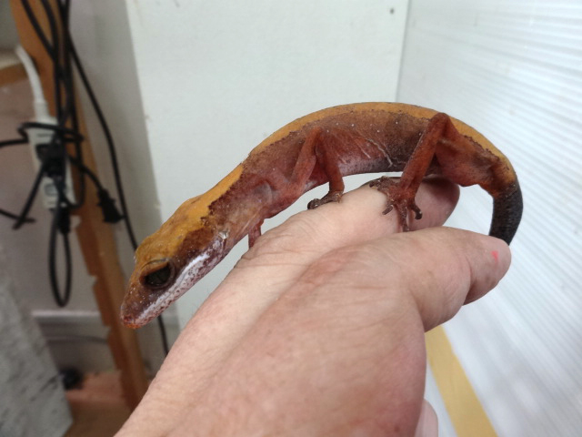 ボルネオキャットゲッコー(11)