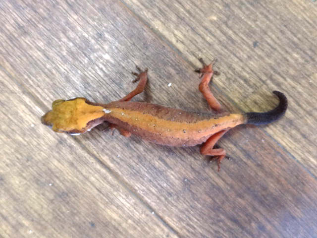 ボルネオキャットゲッコー(12)