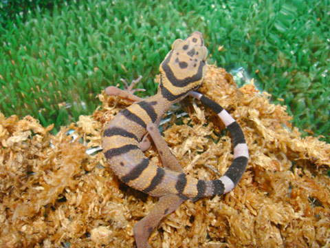 アシナガトカゲモドキ