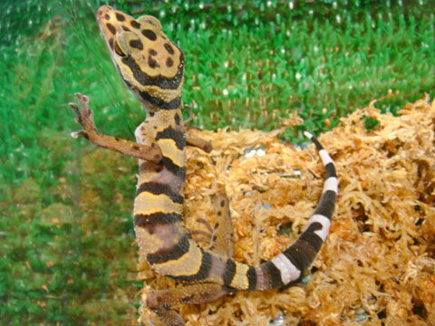 アシナガトカゲモドキ(2)