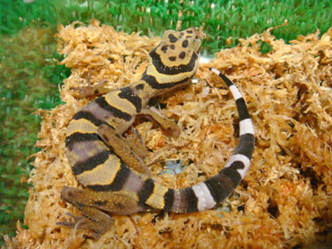 アシナガトカゲモドキ(3)