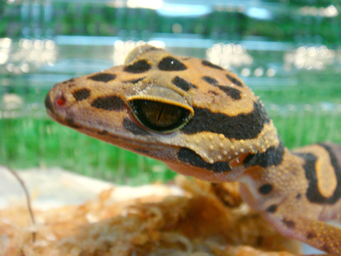 アシナガトカゲモドキ(4)