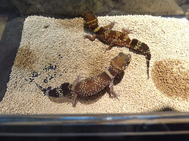 アンダーウッディサウルス(6)