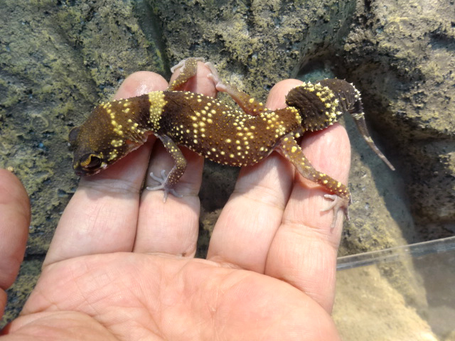 アンダーウッディサウルス(7)