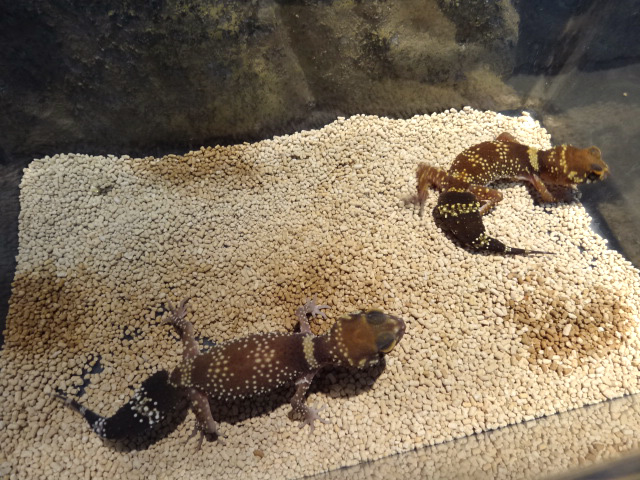 アンダーウッディサウルス(8)