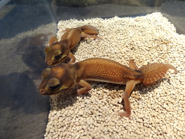 ピルバラナメハダタマオヤモリ(4)